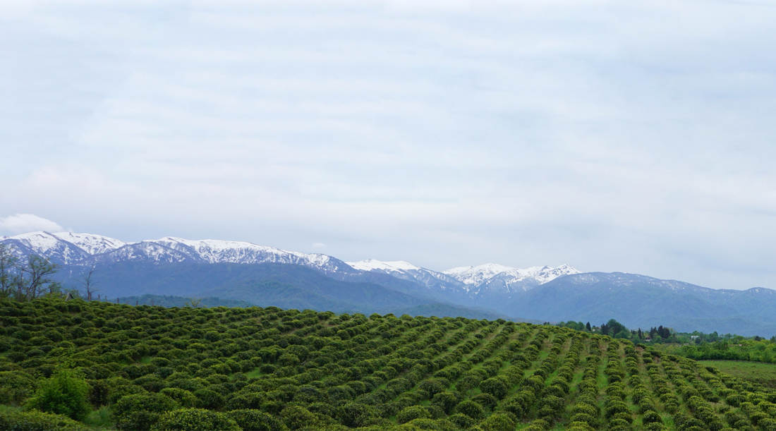 Naše partnerství se zahradou Greengold