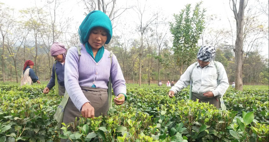 Darjeeling - Šampaňské mezi čaji